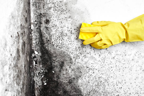 Best Black Mold Removal  in Lockport, NY