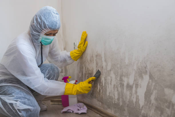 Best Emergency Mold Removal  in Lockport, NY