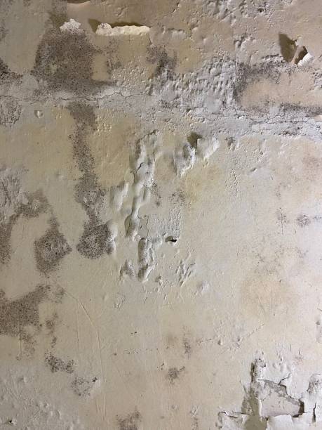 Best Mold Testing  in Lockport, NY