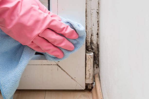 Best Mold Testing  in Lockport, NY